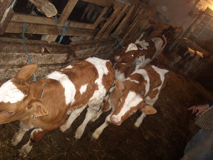prospaturi 2 taurasi 4 vitele - ferma 2011 februarie