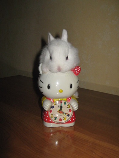 SI IMI PARE CA........; HERMELIN PITIC MASCUL
