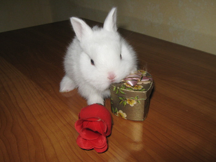 VREAU SA FIU VALENTINUL TAU!; HERMELIN PITIC MASCUL
