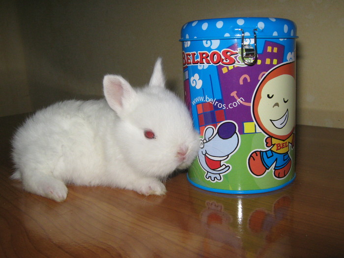 AM O PUSCULITA UMPLEMI-O TE ROG; HERMELIN PITIC MASCUL
