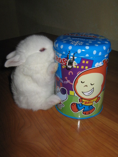 DOAR SUNT UN IEPURAS SERIOS; HERMELIN PITIC MASCUL
