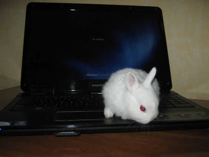 HAI SA NE VEDEM PE WEBCAM; HERMELIN PITIC FEMELA
