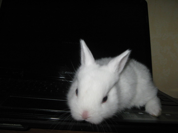 CE-AR FI SA-MI SCRI PE MESS; HERMELIN PITIC FEMELA
