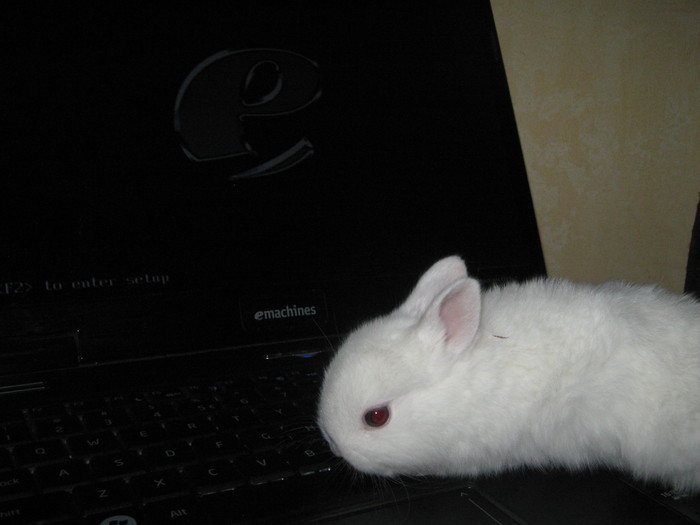 O SA-TI RASPUND CU SIGURANTA; HERMELIN PITIC FEMELA
