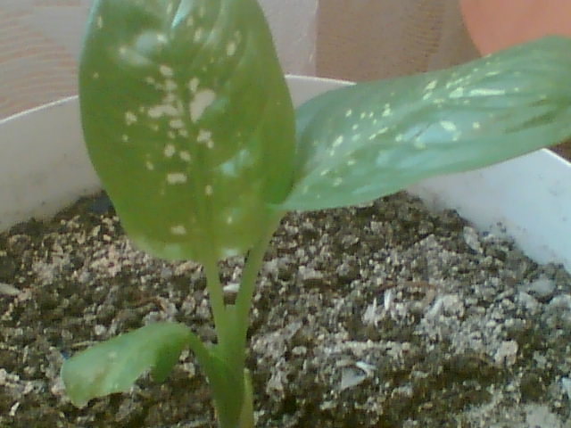 Imag009 - Dieffenbachia