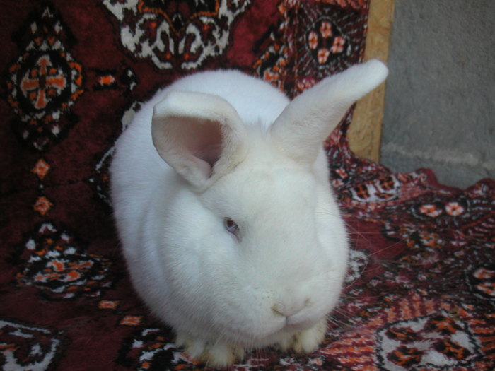 mascul 7 luni