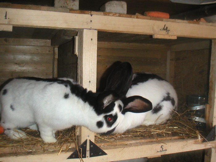 PICT0083