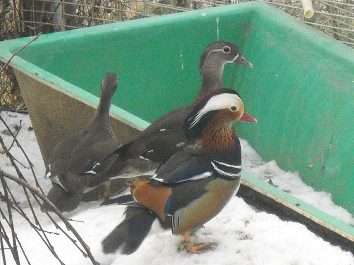 Ce cautam noi  in vana de plastic??