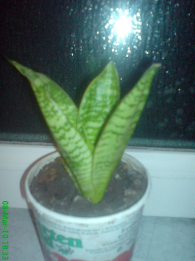 8 martie 2010