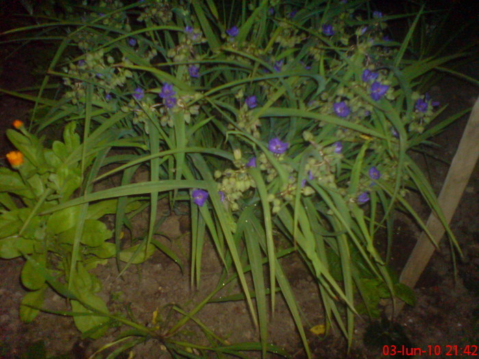 16219204_YXBERASNS - Tradescantia virginiana