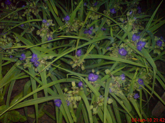 16219194_HQSLVCGFT - Tradescantia virginiana