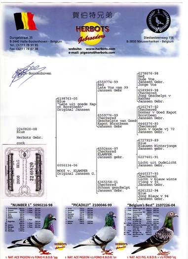 BELG-08-2440820 JANSSEN ALBASTRU - PEDIGREE MASCULI        www palomasmensajeras info