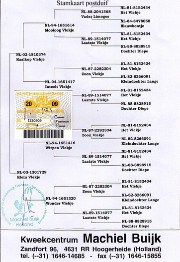 NL-09-1330909 - PEDIGREE MASCULI        www palomasmensajeras info