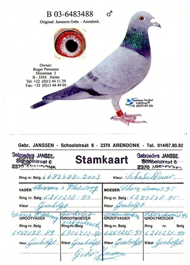 BELG-03-6483488PEDIGREE JANSSEN; TATAL FEMELEI BELG-05-5097135 JANSSEN ARENDONK ORIGINAL
