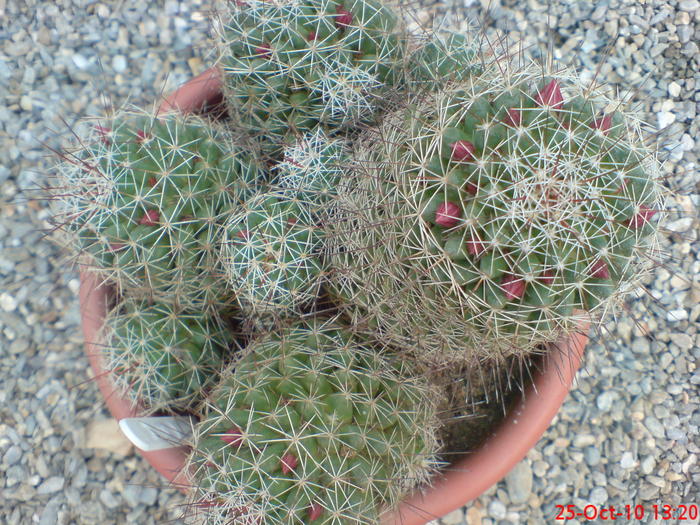  - cactusi imbobociti