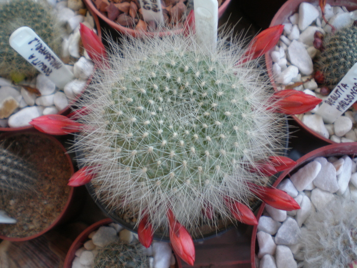  - cactusi imbobociti