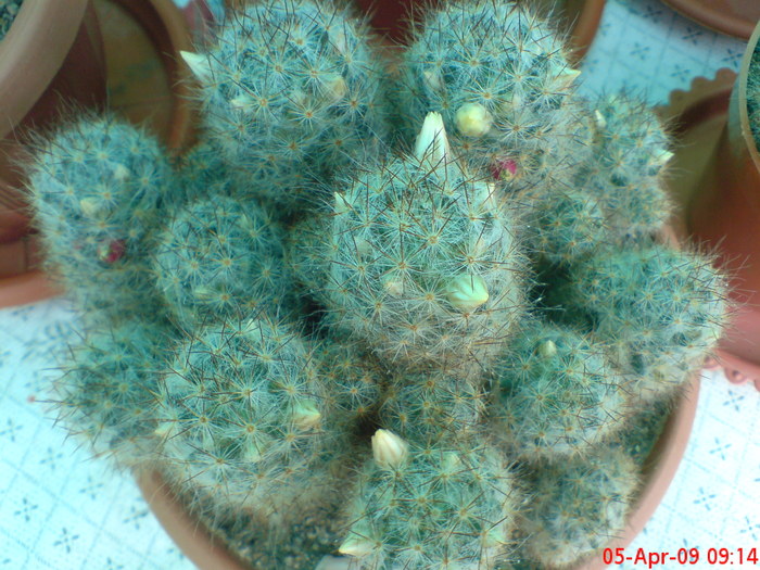  - cactusi imbobociti