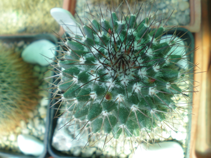  - cactusi imbobociti