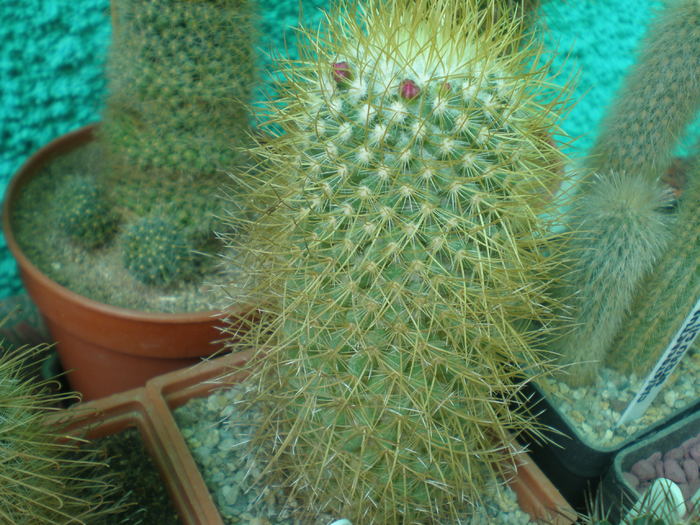  - cactusi imbobociti