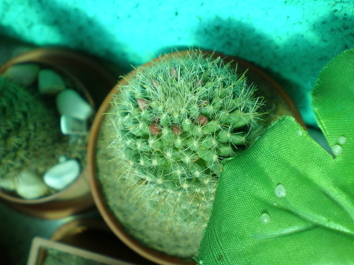  - cactusi imbobociti