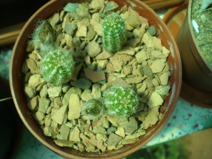  - cactusi imbobociti