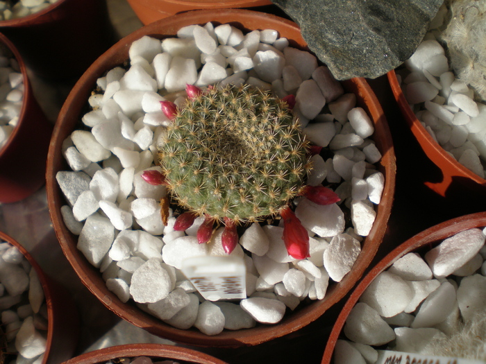  - cactusi imbobociti