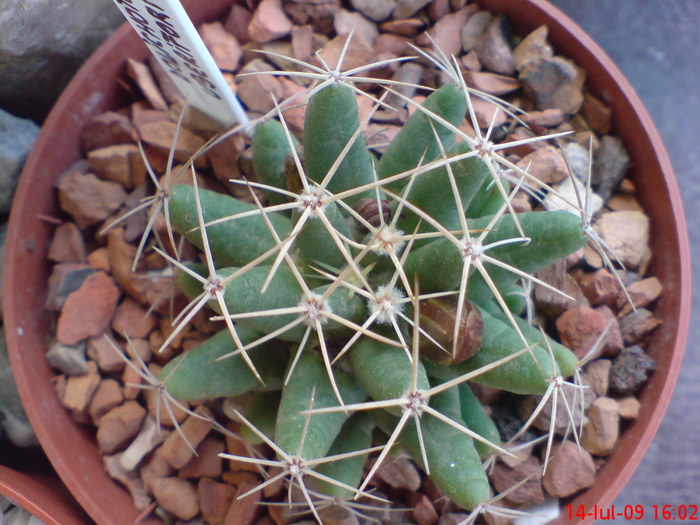  - cactusi imbobociti