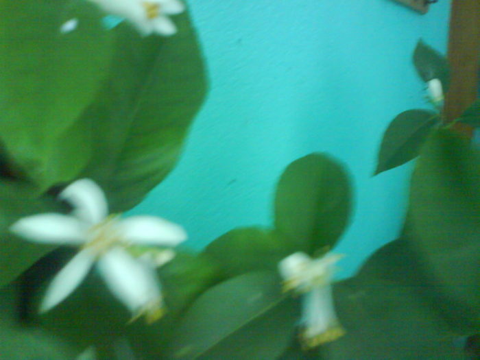 DSC03865 - aaaaaaaa