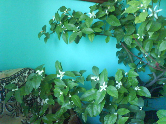 DSC03872 - aaaaaaaa