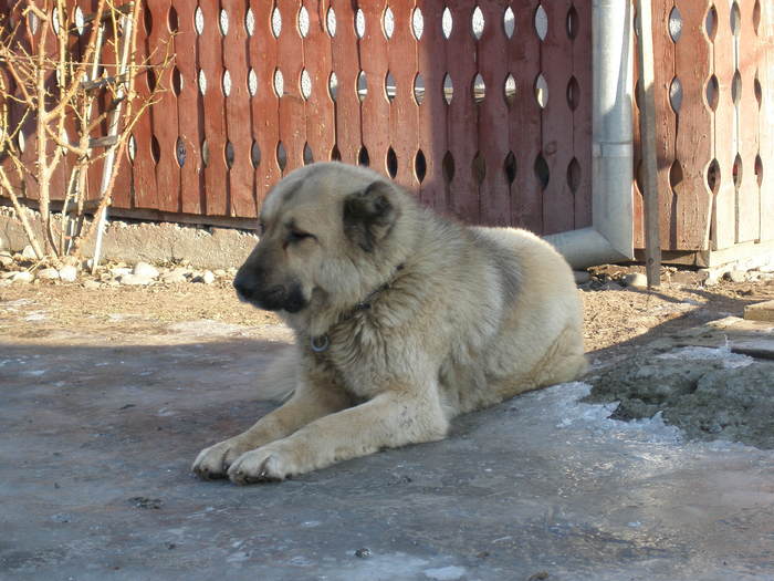 ascultatoare - 1-a---- Paznicii mei Caucazian  si --- FEMELA  KANGAL--- catelusi kangal -VANDUTI