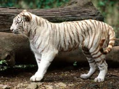 tigru siberian - animale