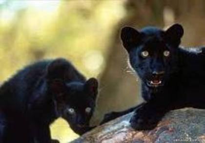 pisici negre - animale