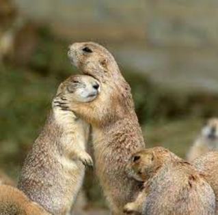 marmota de pamant