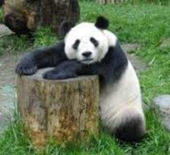 panda