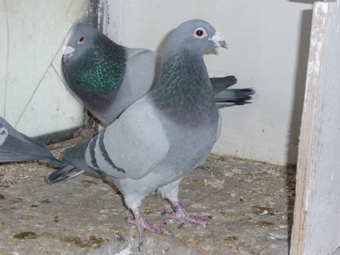 P1020246 - Masculi Matca 2011