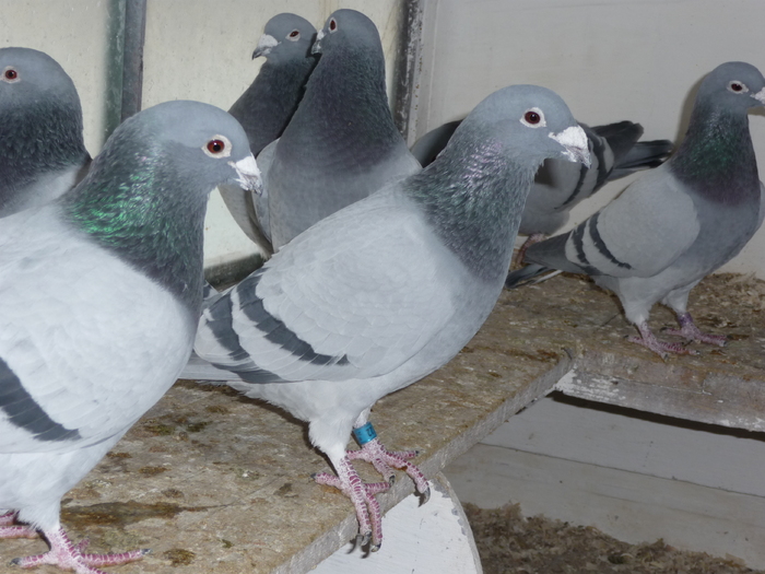 P1020248 - Masculi Matca 2011