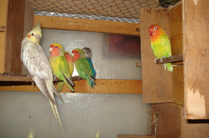 CDRZATWCMEUMFWEALST - papagali din 2009