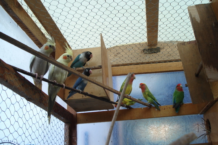 NJBYNHFWLXESEOLLGGX - papagali din 2009