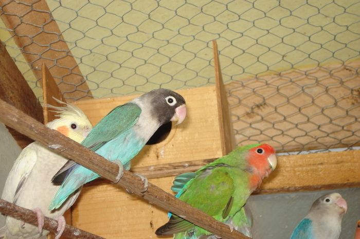NRDMATKNRAEWBZRYLSO - papagali din 2009