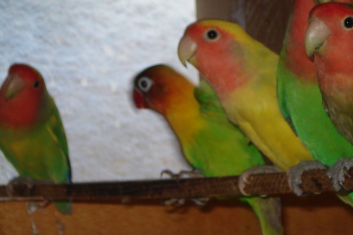 QWGKMIMJBZCQNECKASO - papagali din 2009