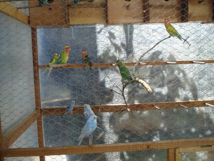 XQMSKARLXVKWJNXJYXP - papagali din 2009