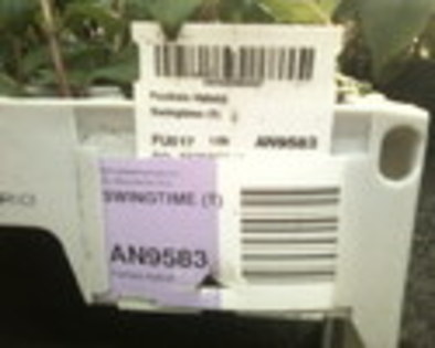 Fucsia Swingtime-curgatoare