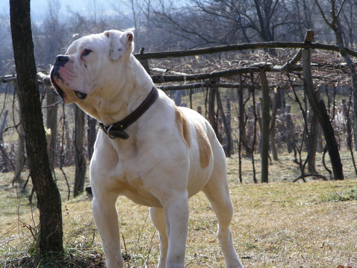 DSCF5509 - 1 MASCUL BULLDOG AMERICAN