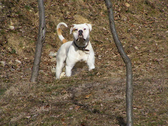 DSCF5447 - POZE BULLDOGI