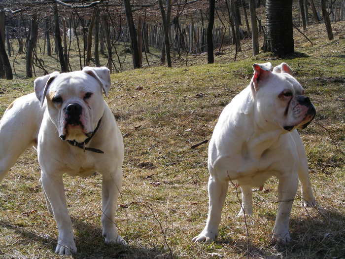 DSCF5492 - POZE BULLDOGI