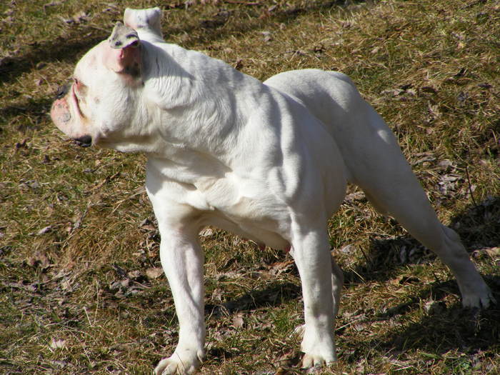 DSCF5548 - POZE BULLDOGI