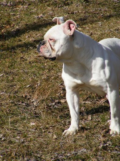 DSCF5549 - POZE BULLDOGI