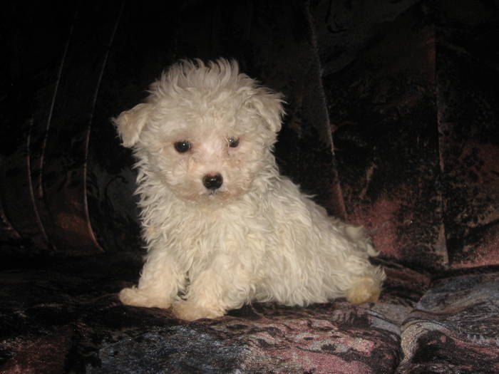 3090572 - Bichon Bolognez