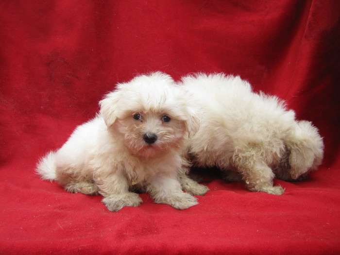 16668409_QMTGXCEIX - Bichon Bolognez