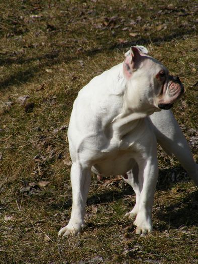 DSCF5550 - POZE BULLDOGI